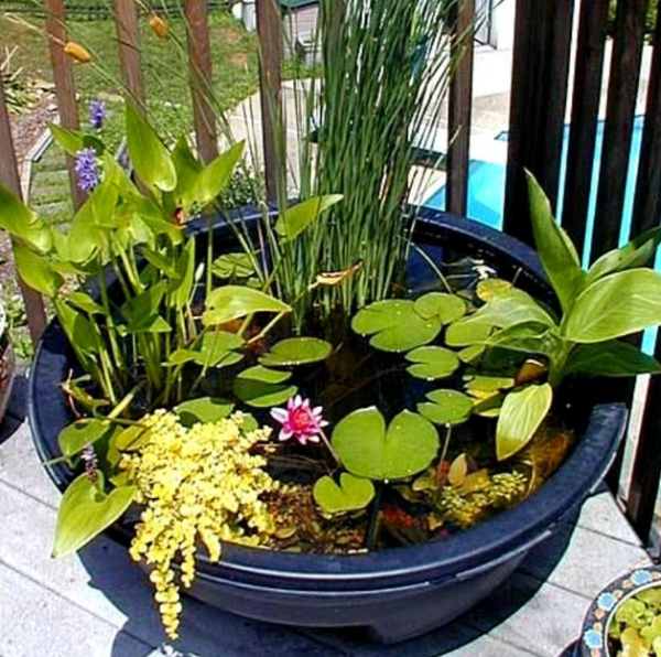 Aksen Bunga dan Tanaman Laut dalam Pot